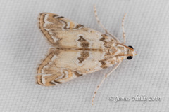 Elophila gyralis