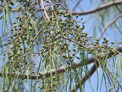 Forchhammeria macrocarpa