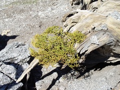 Phoradendron juniperinum