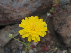 Malacothrix foliosa foliosa