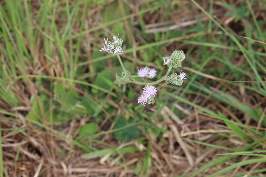 Tall Elephant's-foot from Polk County, FL, USA on November 26, 2023 at