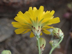 Malacothrix foliosa foliosa