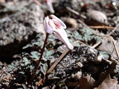 Dicentra uniflora