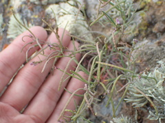 Sibara filifolia