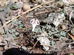 Dicentra uniflora