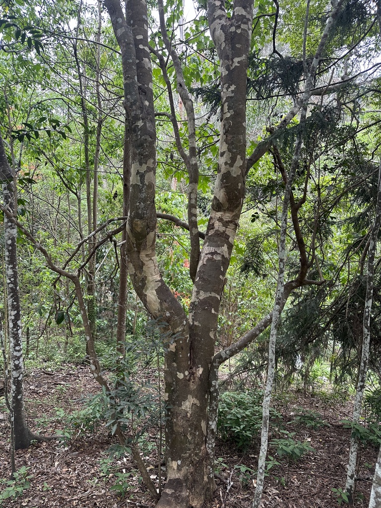 Flindersia collina in November 2023 by Sylvia Alexander · iNaturalist
