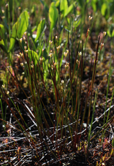 Juncus stygius