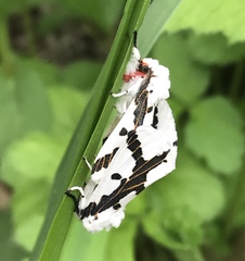 Euerythra phasma