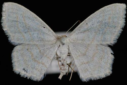 Scopula quinquelinearia