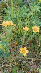 Linum berlandieri