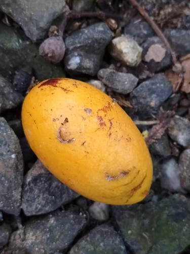 Endiandra microneura observed 2023-11-27