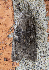 Lithophane pertorrida