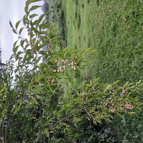 Image of Casearia decandra by (c) Patrícia Mees, some rights reserved (CC BY)