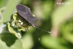 Anasa apicalis