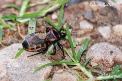 Brontostoma colossus