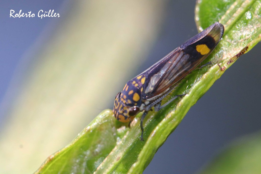 Dilobopterus dispar
