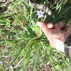 Sisyrinchium pruinosum