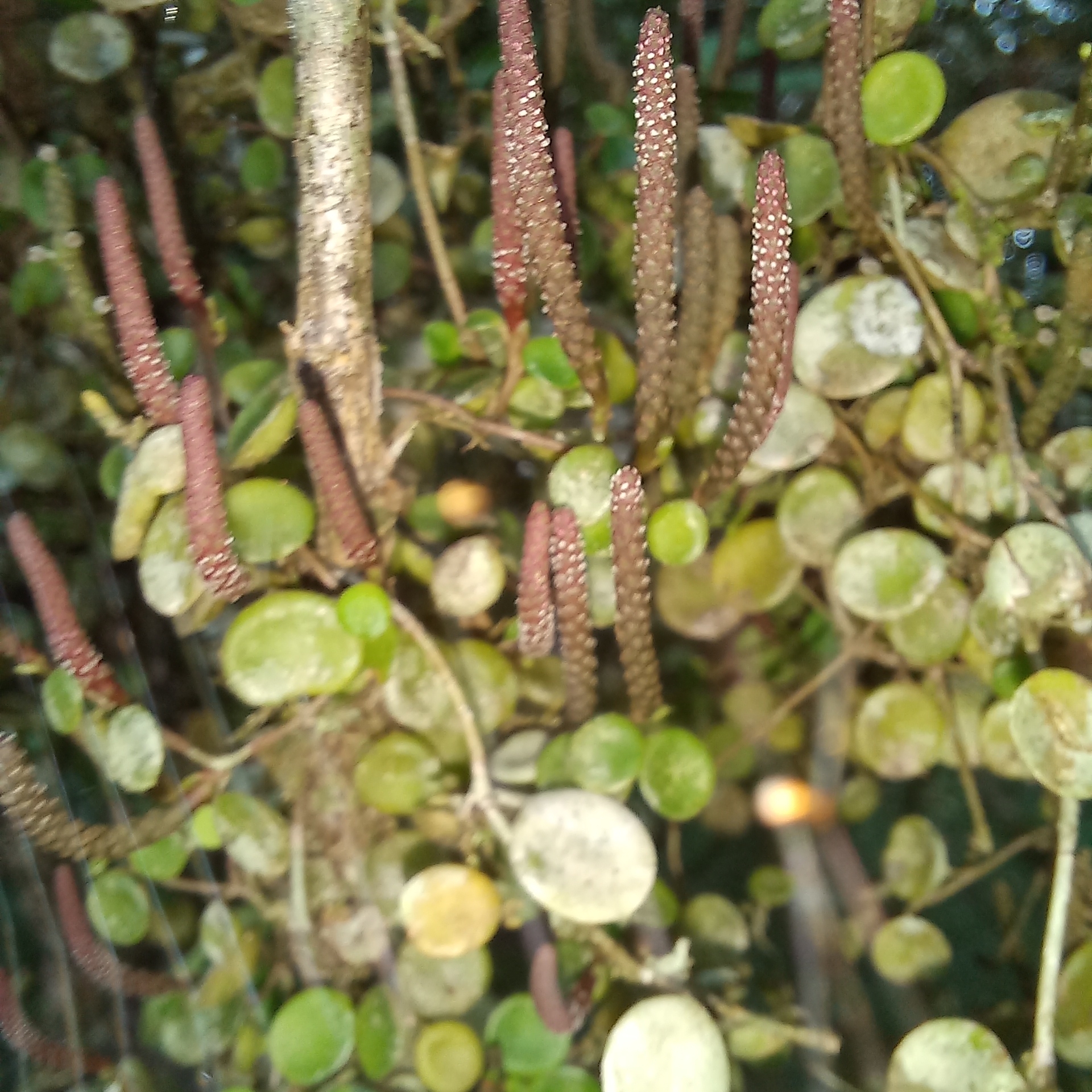 Peperomia rotundifolia