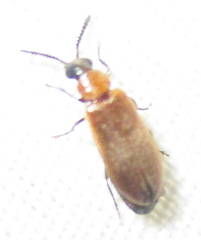 Physciolagria singularicornis