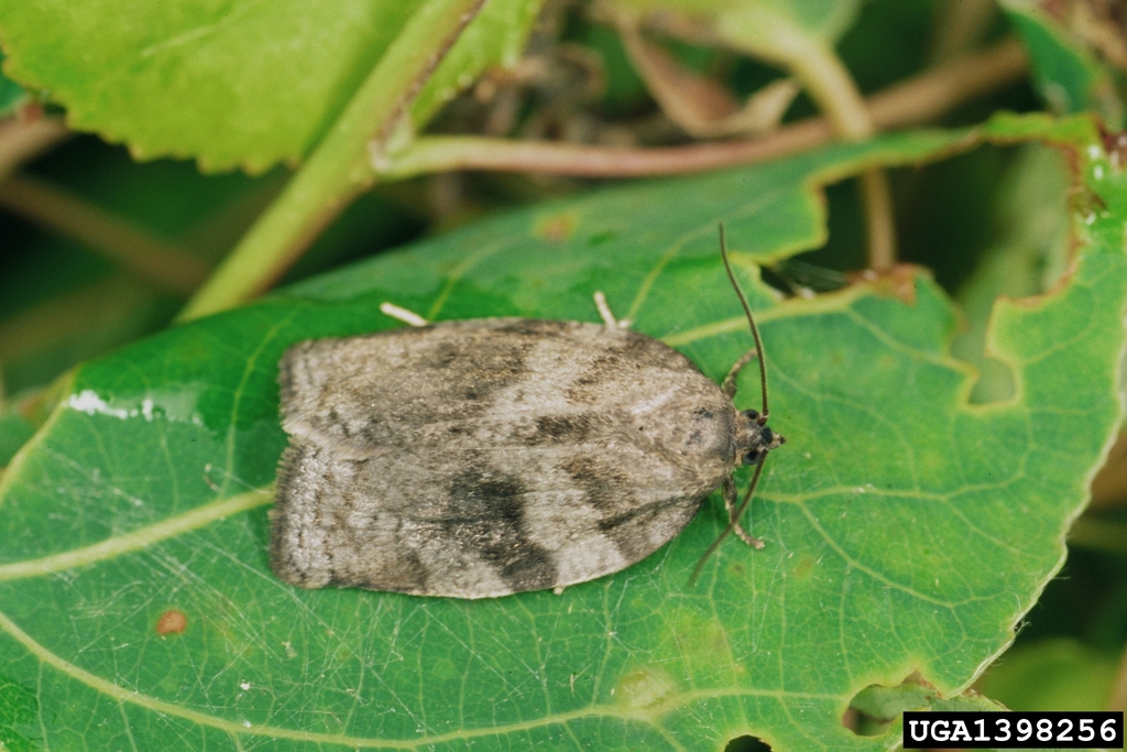 Large Aspen Tortrix