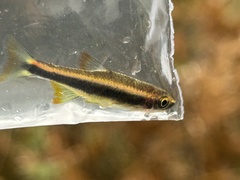 Flagfin Shiner photo 4