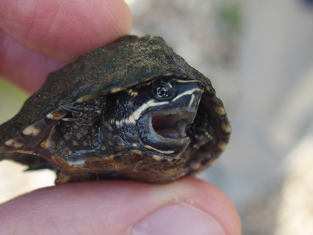 Eastern Musk Turtle from Eureka Springs, AR, USA on September 16, 2023 ...