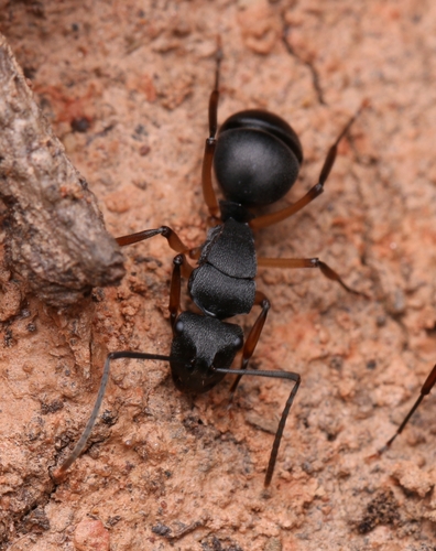 Polyrhachis schwiedlandiPolyrhachis schwiedlandi