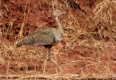 Buff-Crested Bustard photo 5