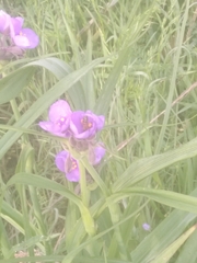Tradescantia gigantea