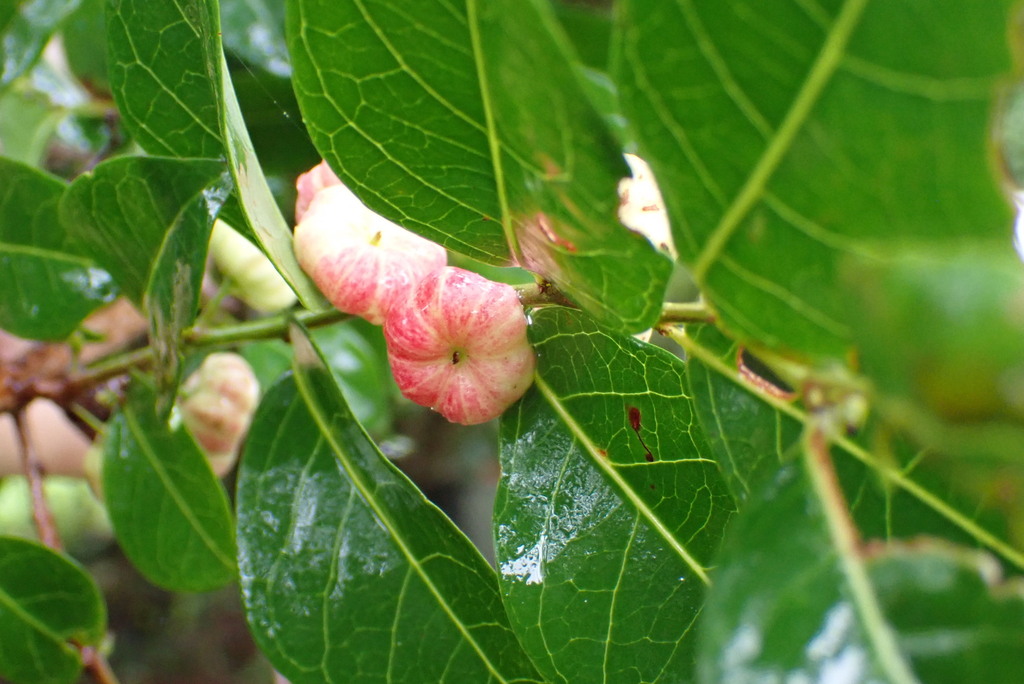 Cheese Tree in November 2023 by Jo · iNaturalist