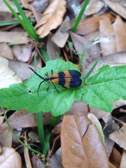 Calopteron discrepans