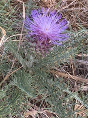 Cynara