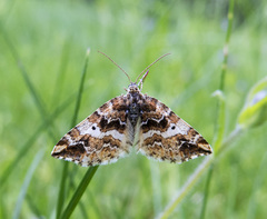 Enchoria lacteata