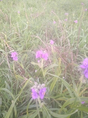 Tradescantia gigantea