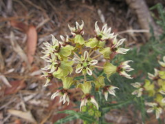 Asclepias crispa