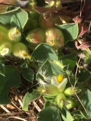 Tripodion tetraphyllum