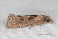 Pelochrista similiana