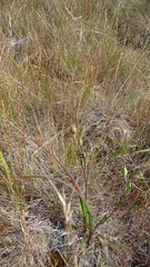 Calochortus tiburonensis