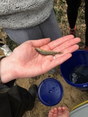 Percina nigrofasciata