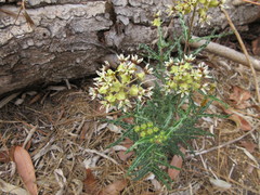 Asclepias crispa