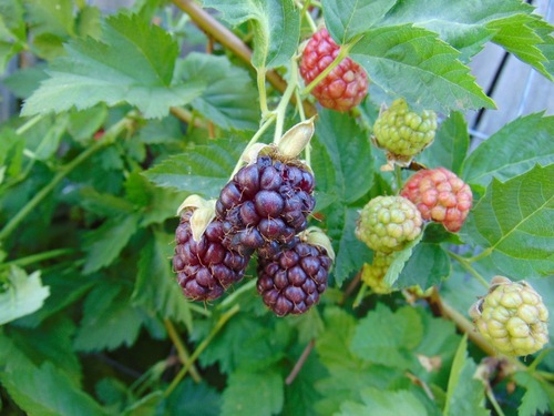 Boysenberry (Rubus ursinus x R. idaeus 'Boysen') growing in Tucson