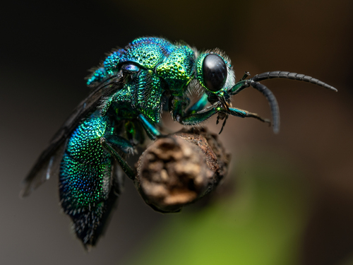 Chrysis lincea