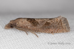 Pelochrista similiana