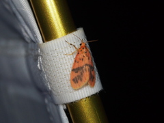 Miltochrista arcuata