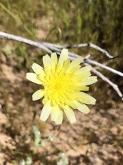 Malacothrix glabrata