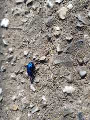 Chrysolina coerulans