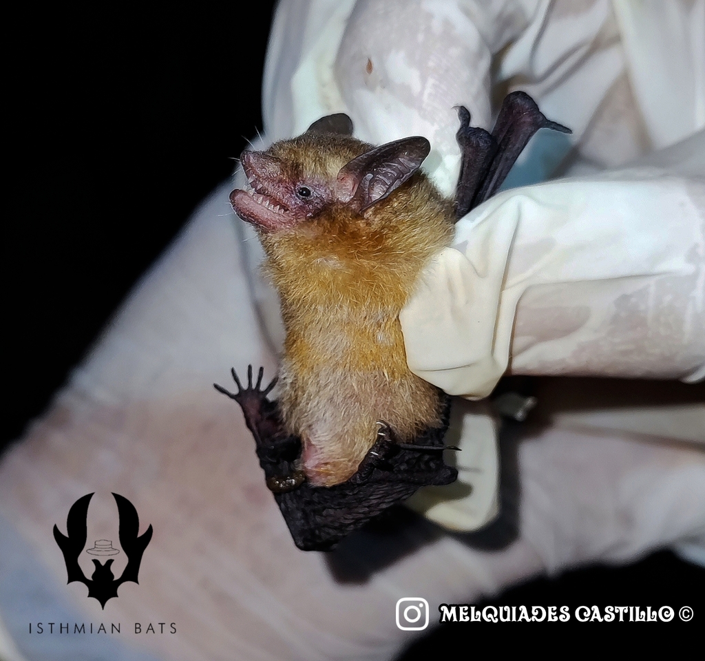 Thomas's Yellow Bat