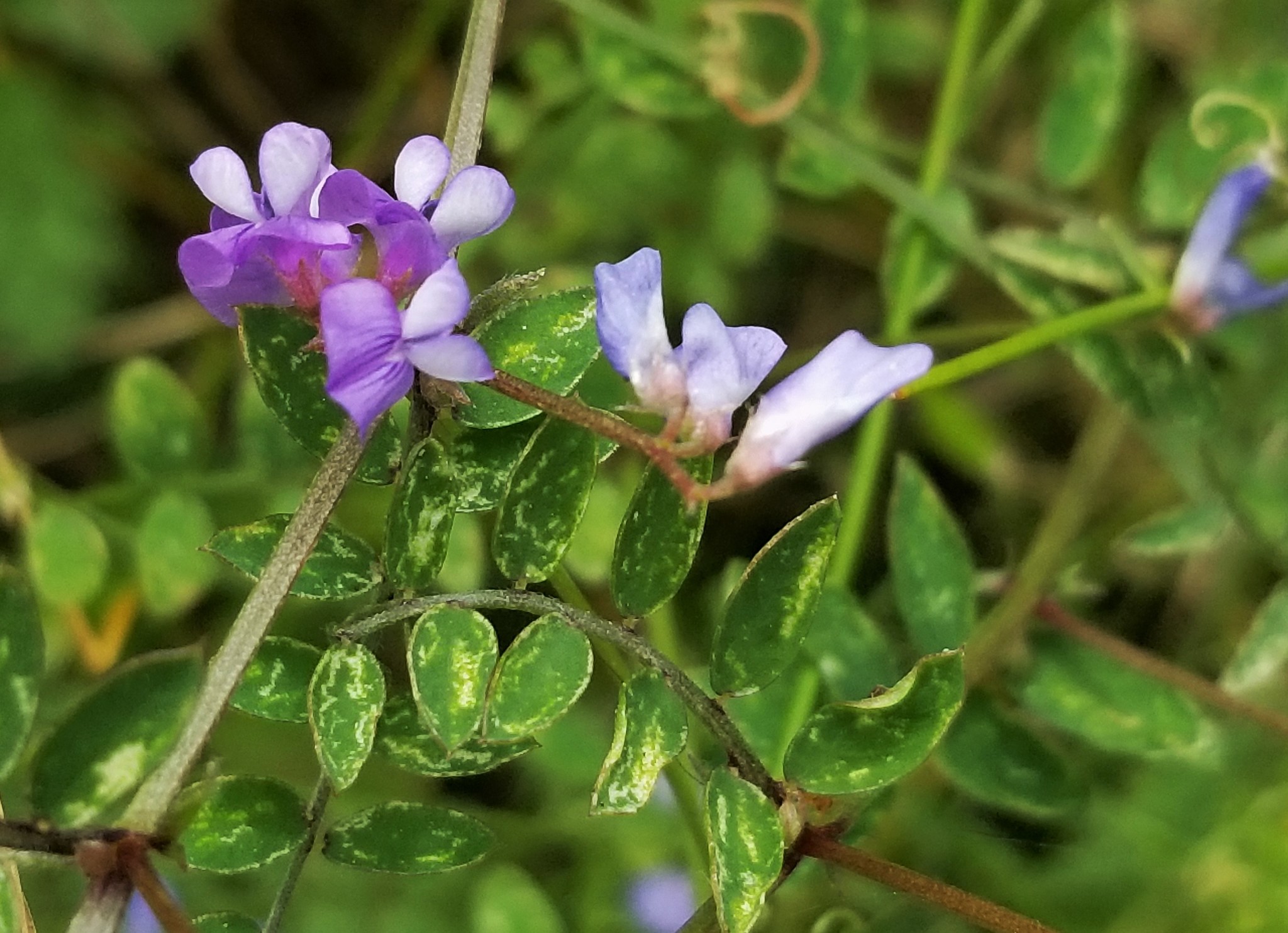 Vicia ludoviciana