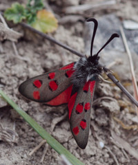 Zygaena rhadamanthus