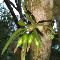 Capanemia theresae